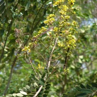 Senna siamea (Lam.) H.S.Irwin & Barneby
